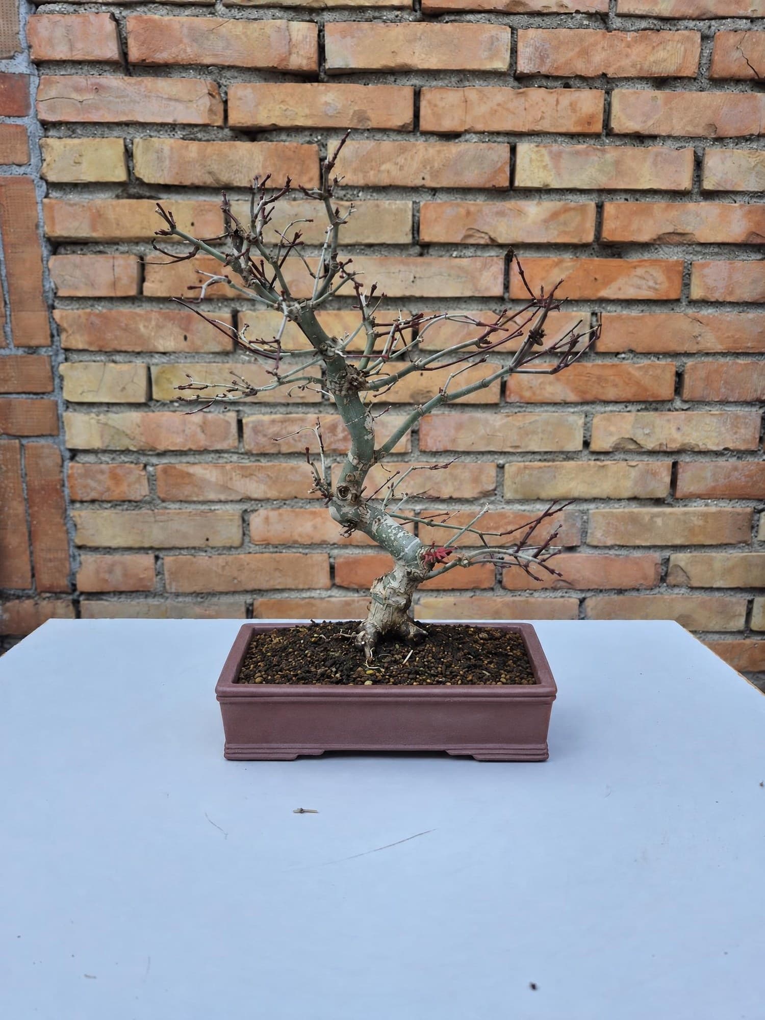 Bonsai Acer palmatum 'Deshojo' (Japanese Maple) - tiered, 30 x 25 cm