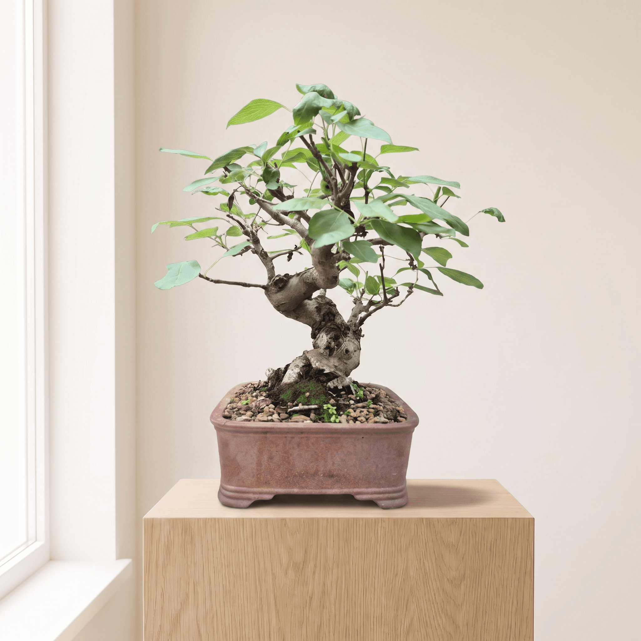 Malus Bonsai (Apple) - Plinth Display