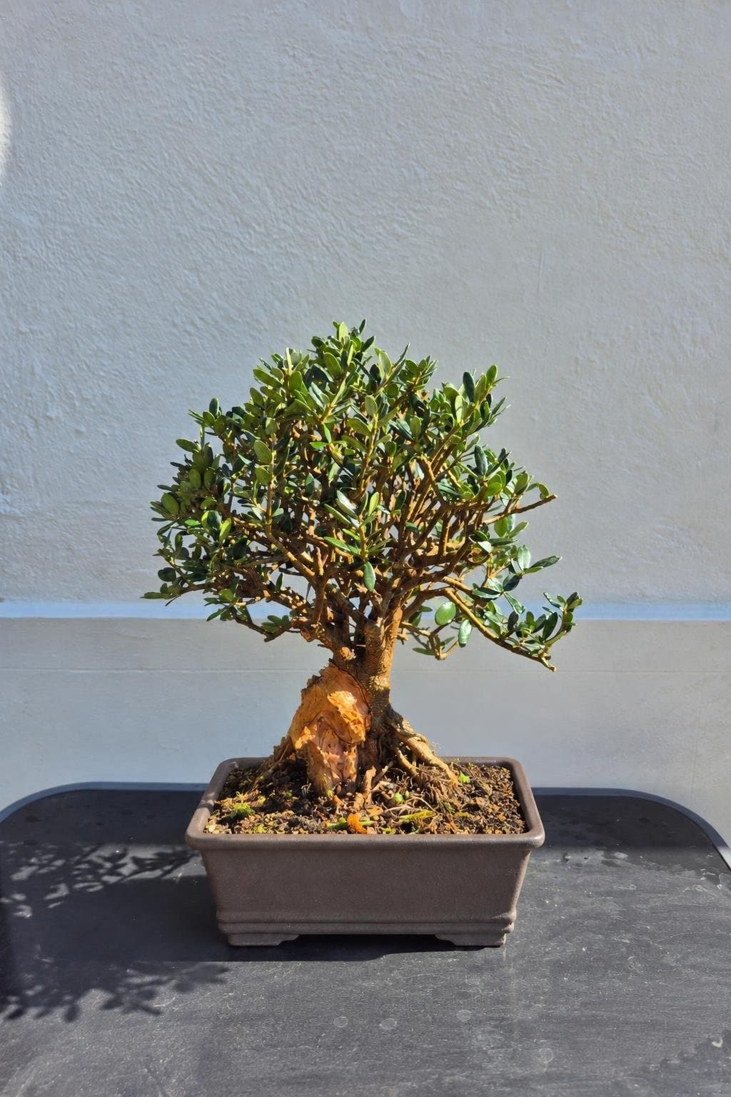 Bonsai Olea europaea (Olive) - 23 x 28 cm