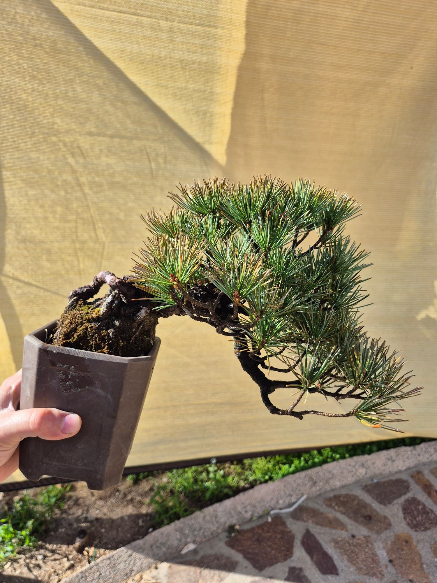 Bonsai Pinus pentaphylla (Japanese White Pine) - 30 cm wide